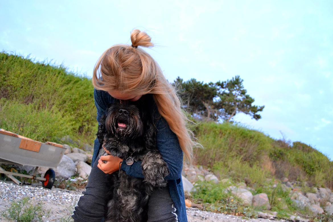 Schapendoes Joe - Verdens bedste hundi billede 2