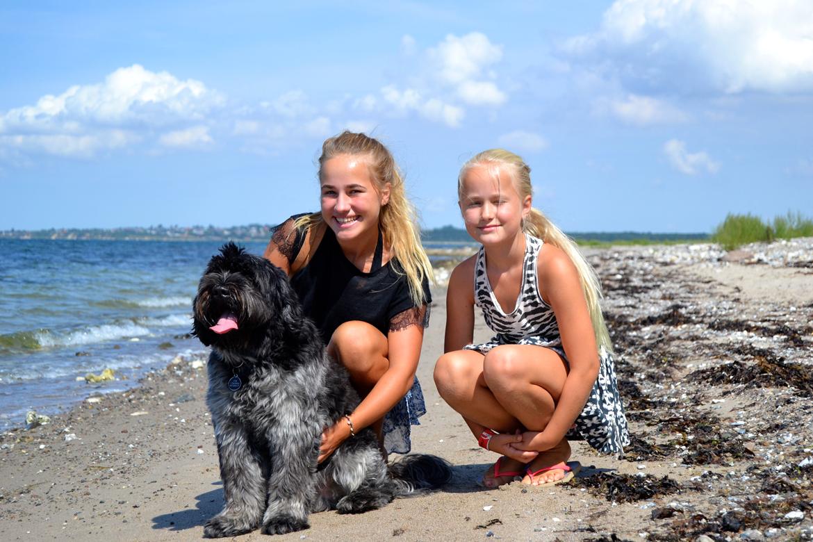 Schapendoes Joe - Søstre ♡   billede 4