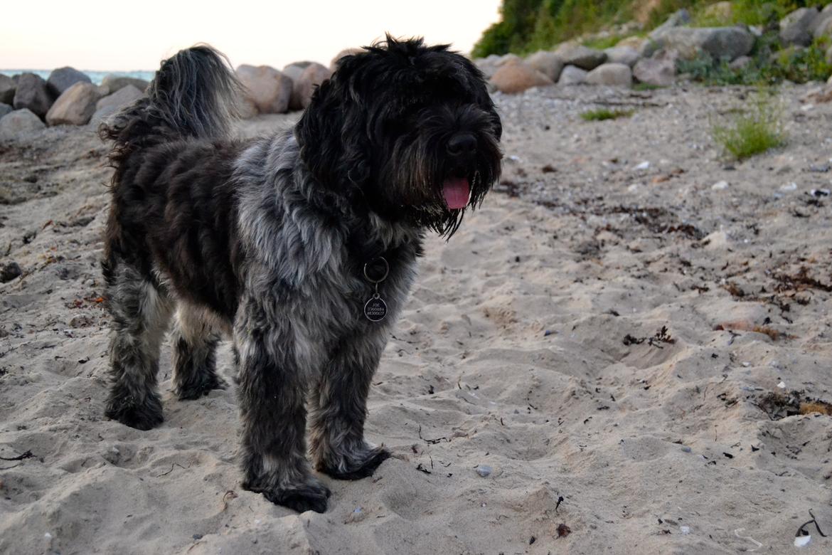 Schapendoes Joe - Træt efter en lang stranddag ♡   billede 7