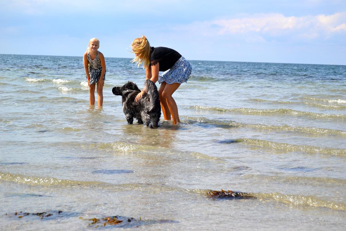 Schapendoes Joe - Ikke just en vandhund....  billede 3