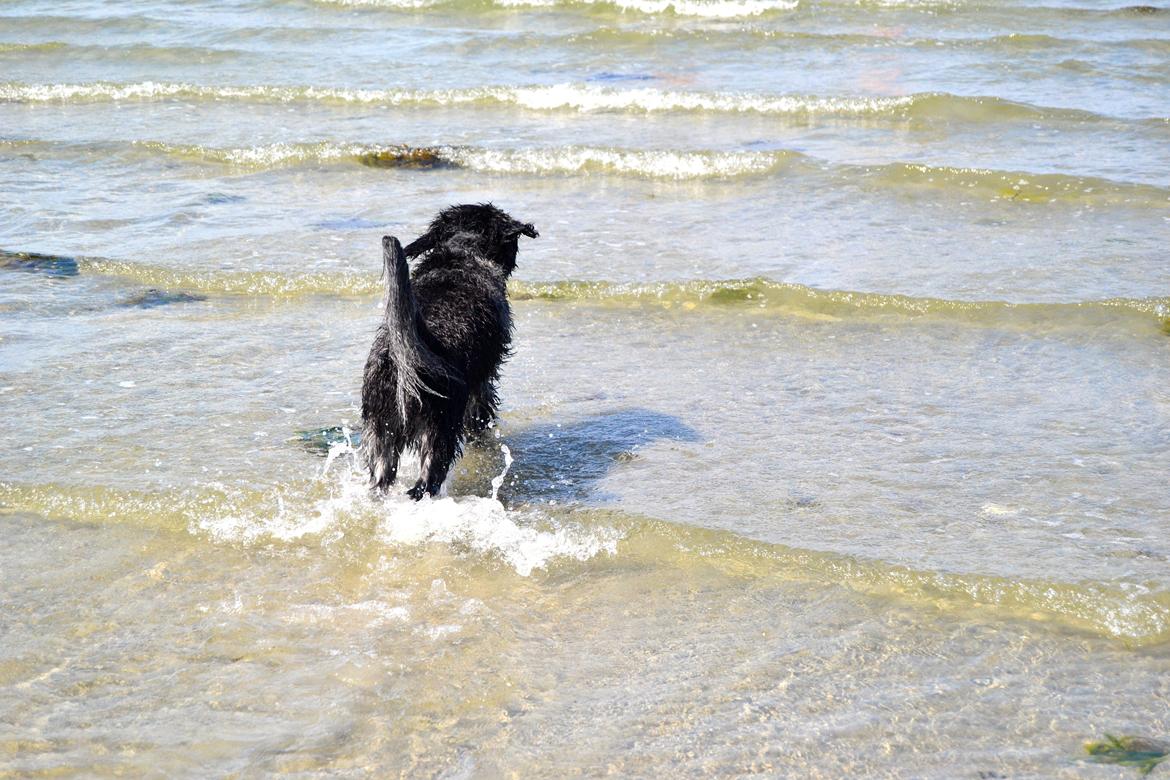 Schapendoes Joe - Han kom endelig ud i vandet, efter meget overtalelse!  billede 5