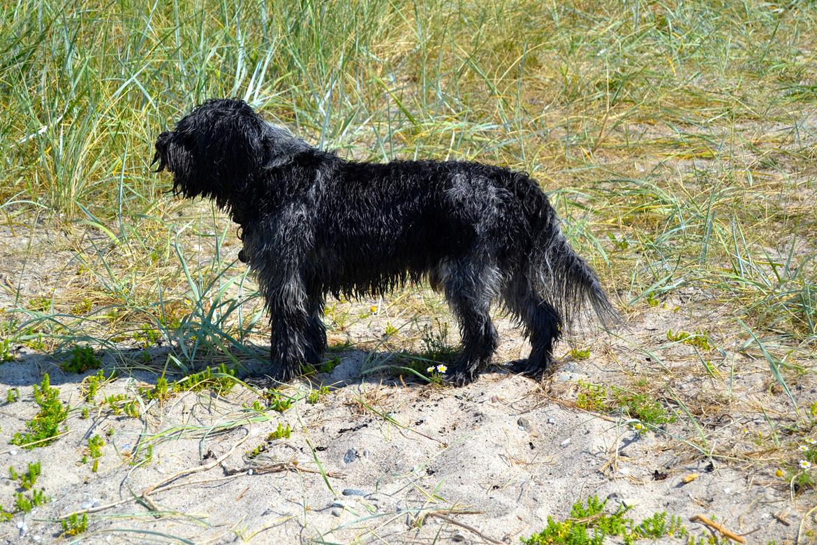 Schapendoes Joe billede 6