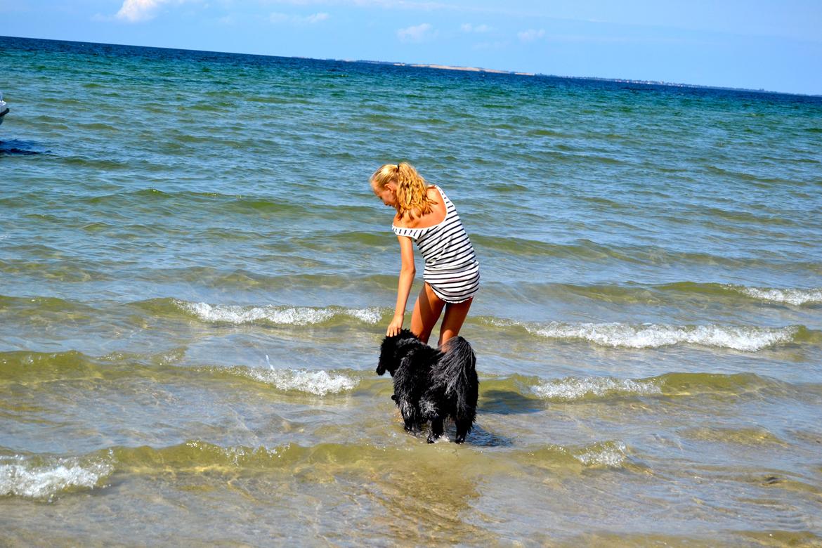 Schapendoes Joe billede 8