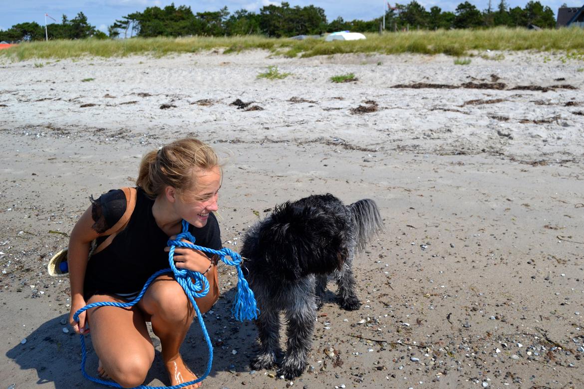 Schapendoes Joe billede 11