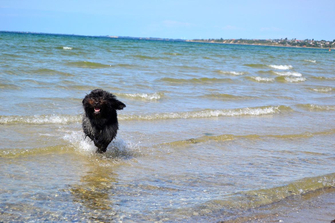 Schapendoes Joe - Fjoller rundt på stranden ♡   billede 9