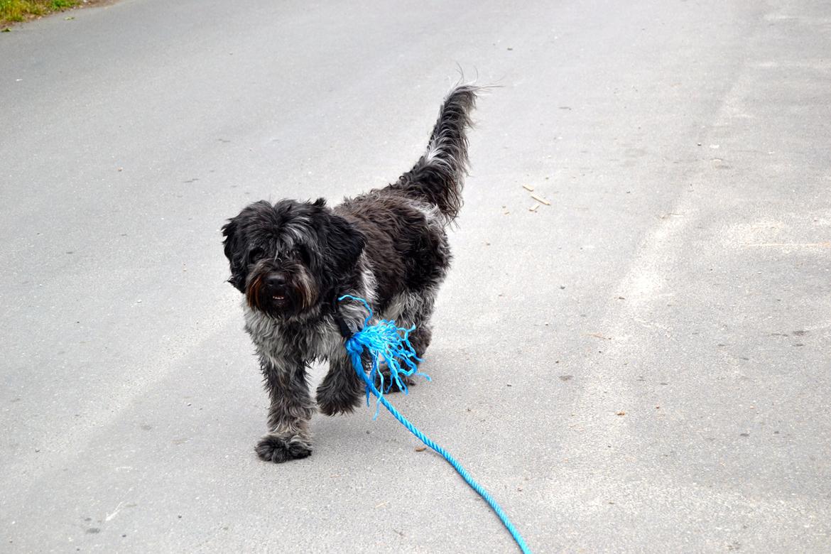 Schapendoes Joe billede 1