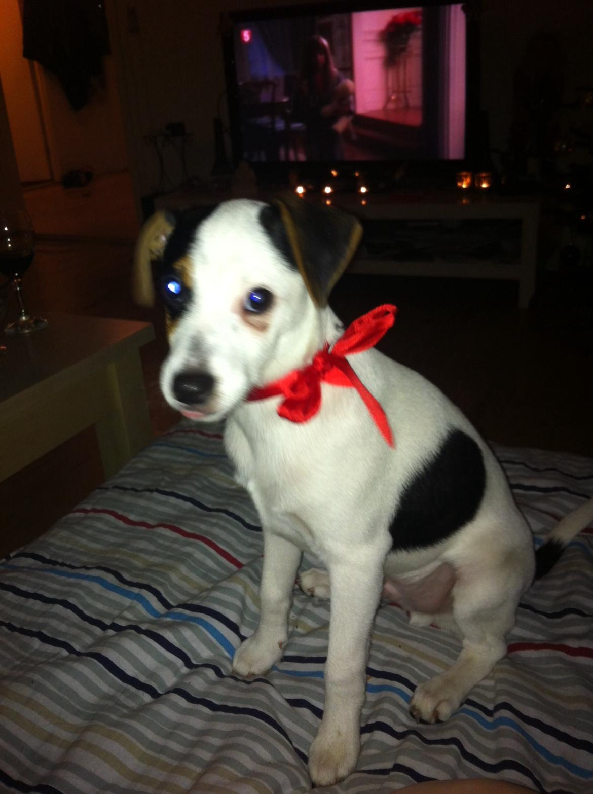 Dansk svensk gaardhund Bandit billede 9