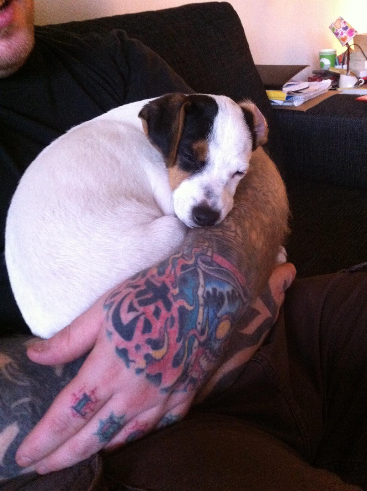 Dansk svensk gaardhund Bandit billede 8