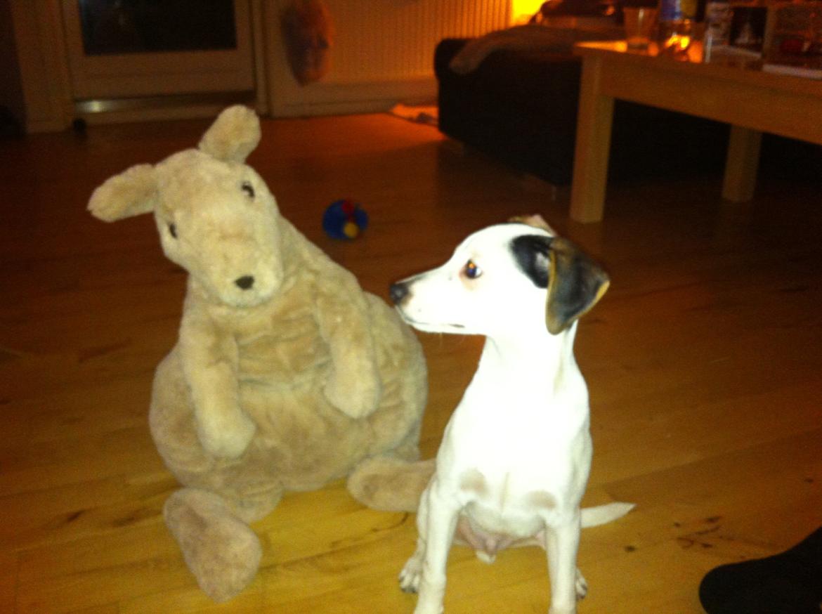 Dansk svensk gaardhund Bandit billede 10