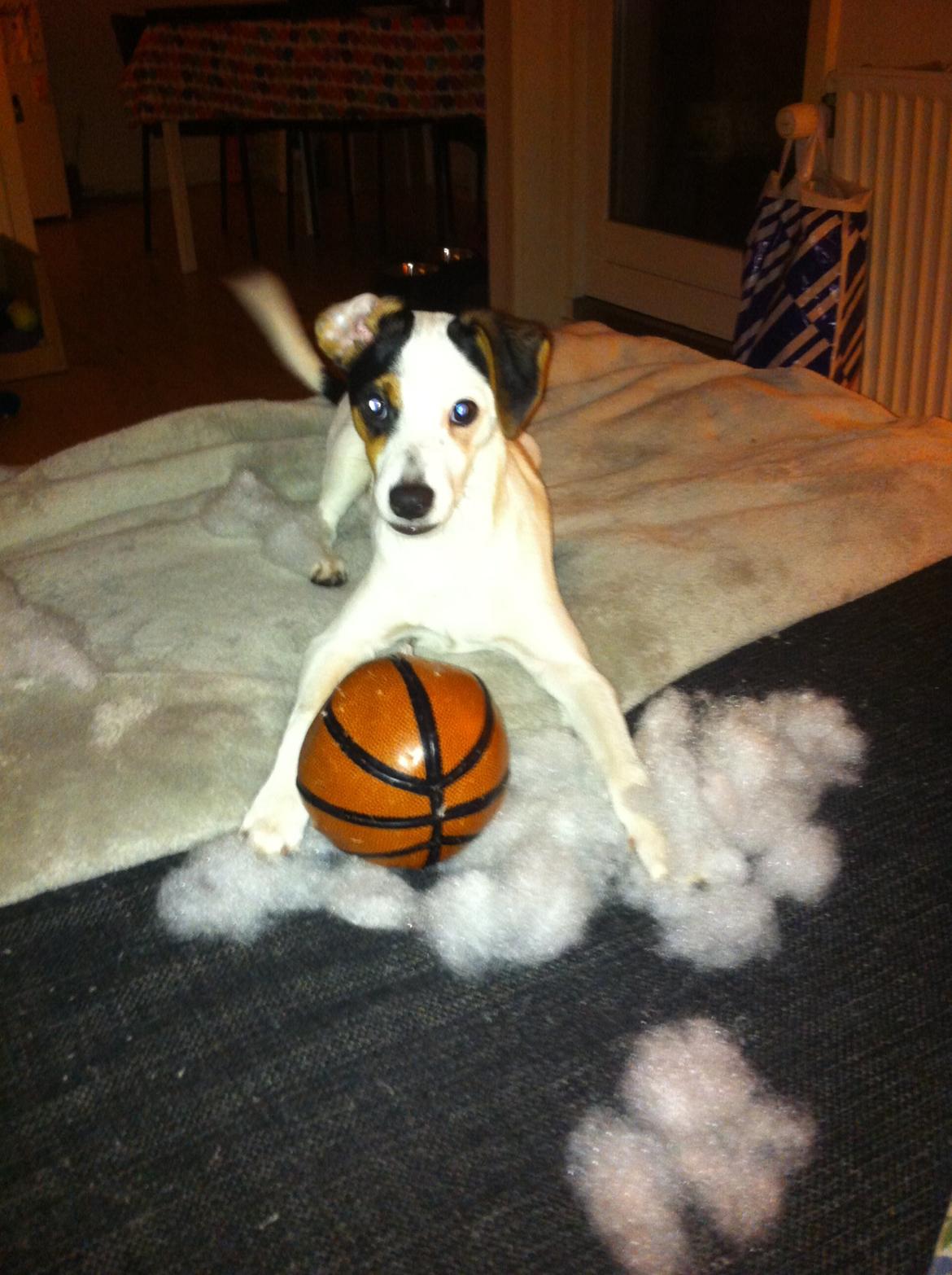 Dansk svensk gaardhund Bandit billede 11