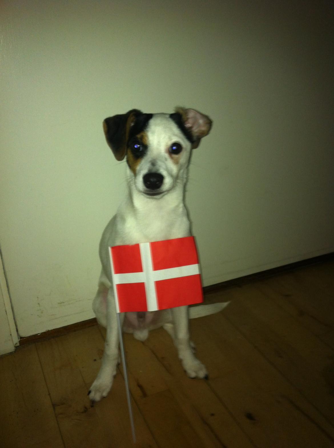 Dansk svensk gaardhund Bandit billede 12