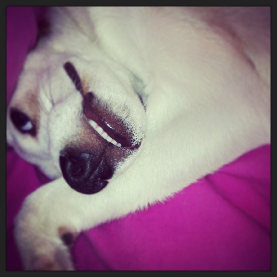 Dansk svensk gaardhund Bandit billede 13