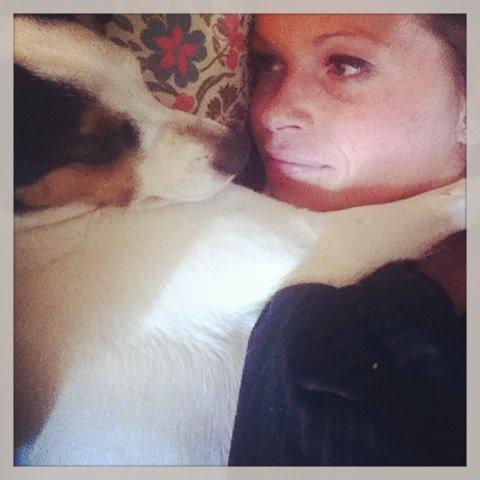 Dansk svensk gaardhund Bandit billede 14