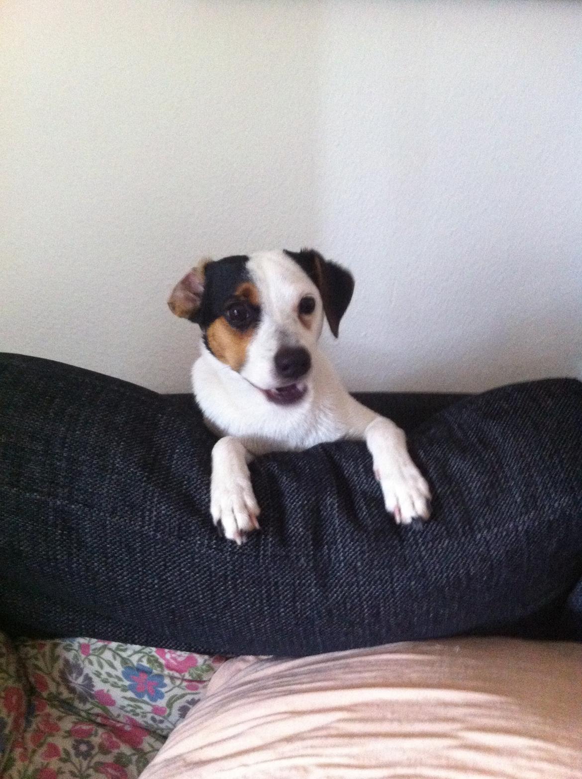 Dansk svensk gaardhund Bandit billede 15