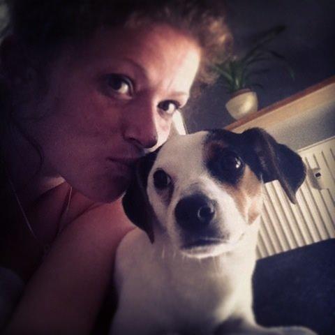 Dansk svensk gaardhund Bandit billede 16