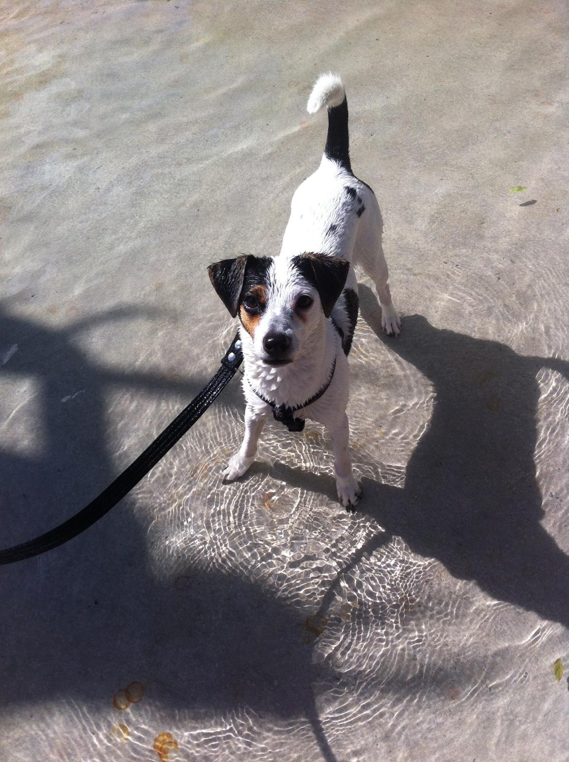 Dansk svensk gaardhund Bandit billede 17