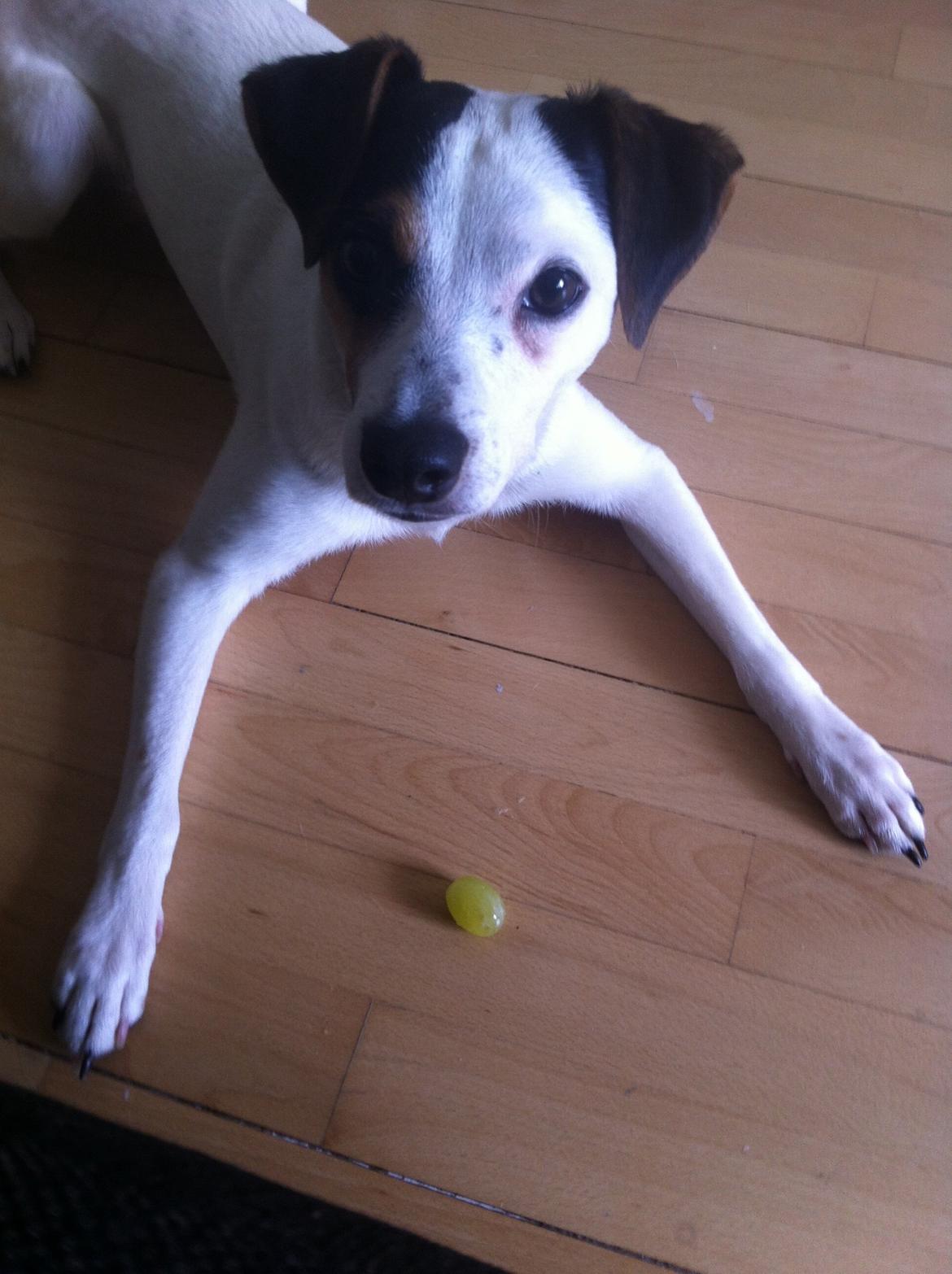 Dansk svensk gaardhund Bandit billede 18