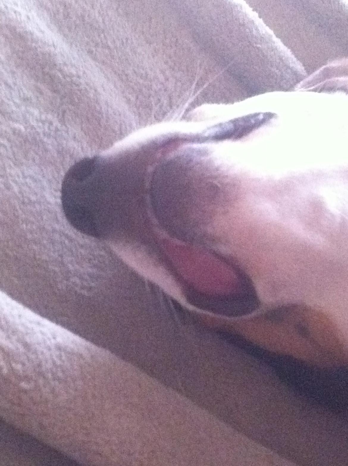 Dansk svensk gaardhund Bandit billede 19