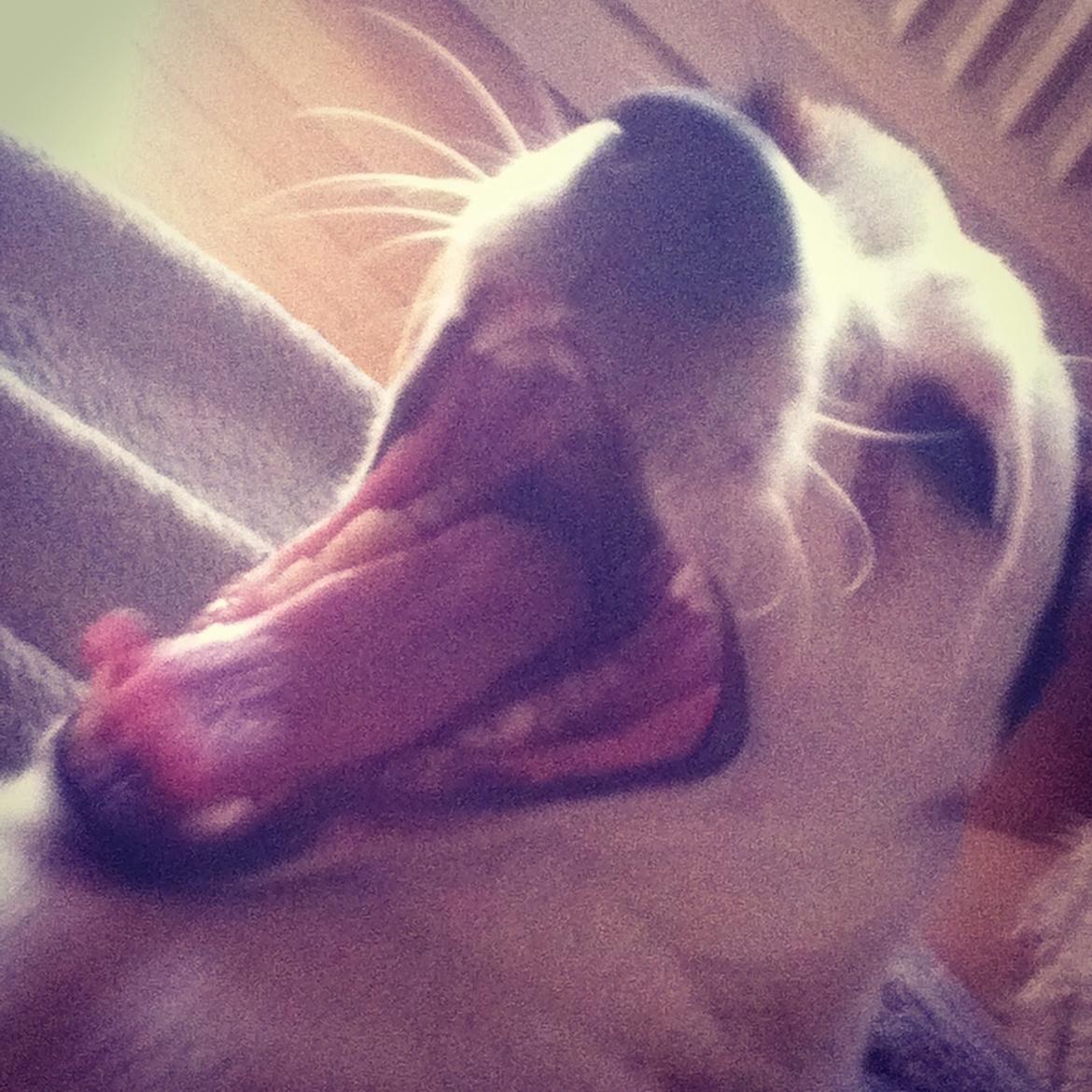 Dansk svensk gaardhund Bandit billede 20