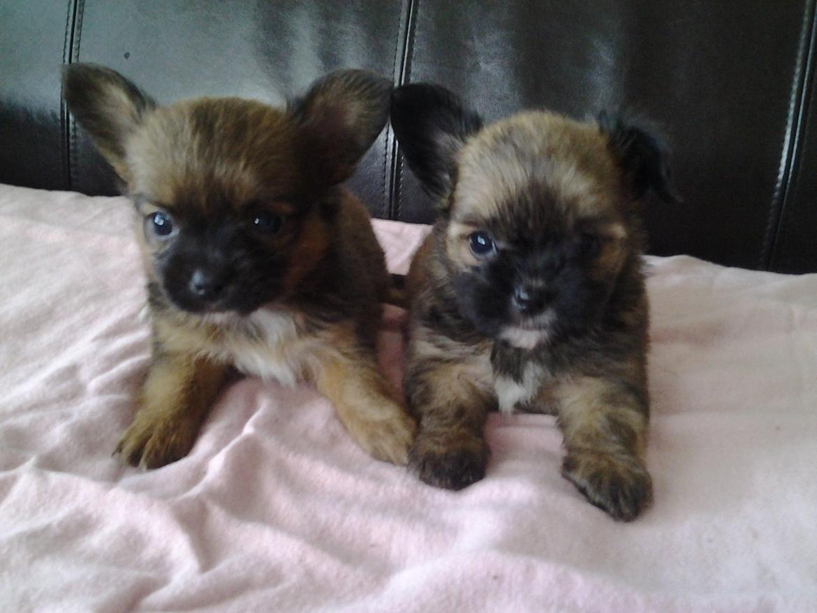 Blanding af racer Viggo - Her ses Viggo og bror. Viggo til højre her ca. 5 uger billede 11