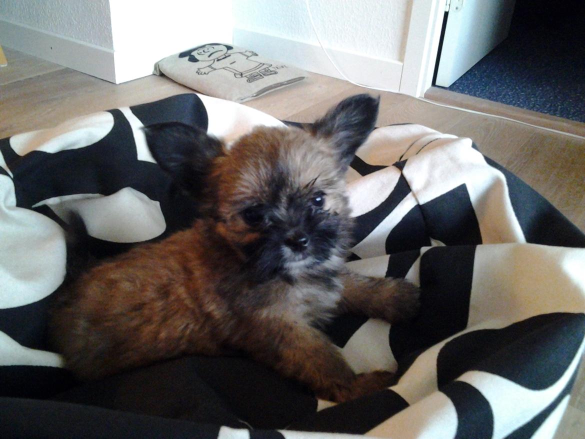 Blanding af racer Viggo - det her er taget dagen før han fylder 8 uger, 7/8 14 billede 10