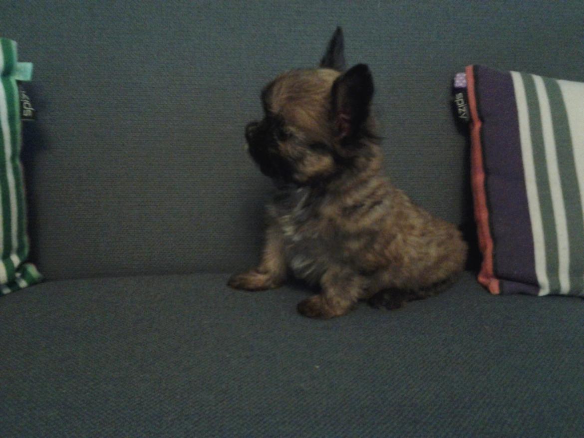 Blanding af racer Viggo billede 8