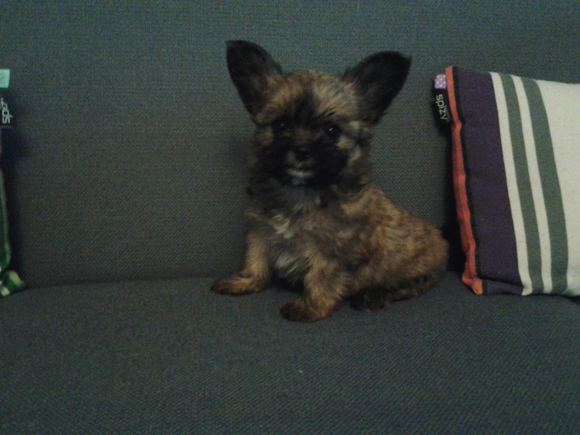 Blanding af racer Viggo billede 9