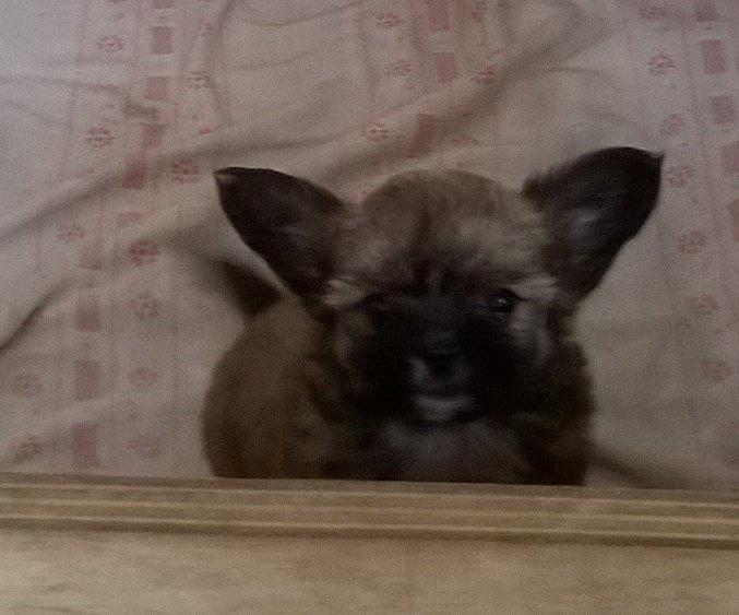 Blanding af racer Viggo - Da vi var ude og kigge på ham første og sidste gang. :-) billede 7