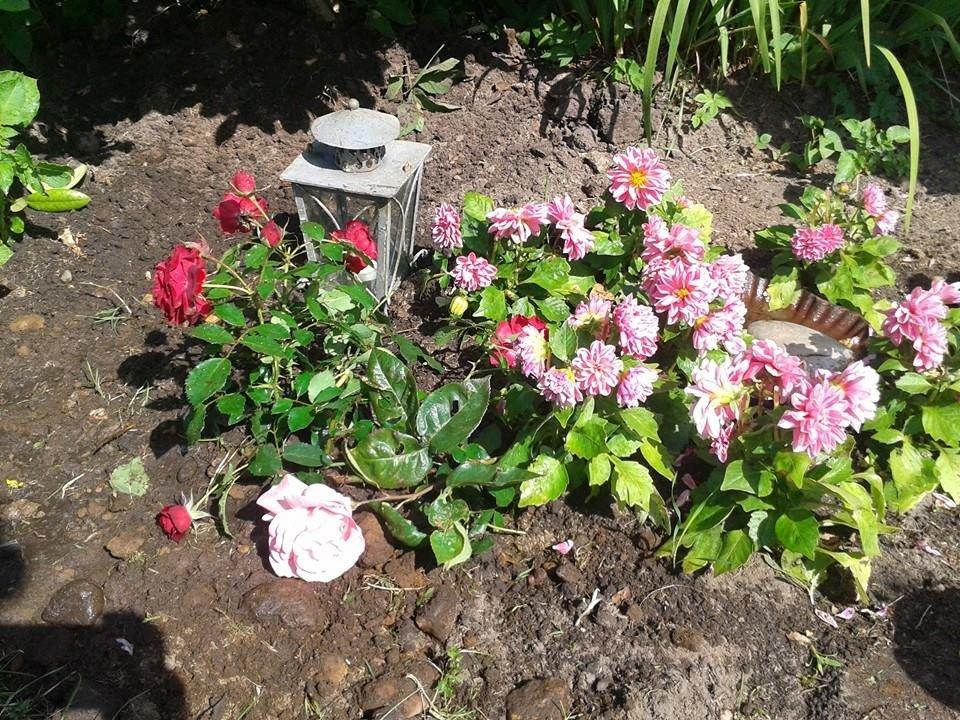 Chihuahua Tess <3 Himmel hund <3 billede 2