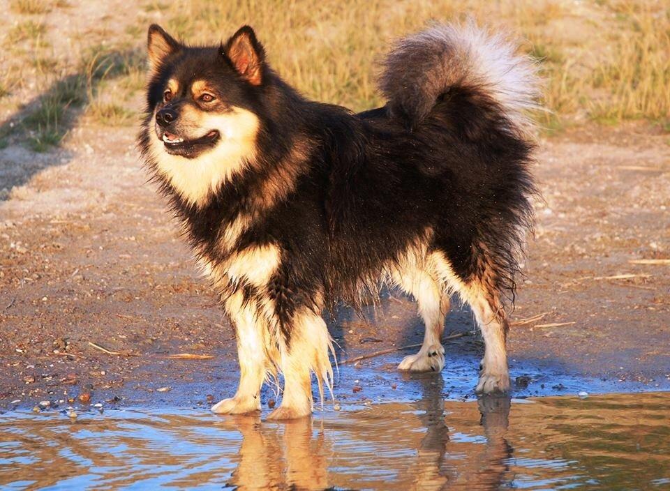 Finsk lapphund Black Tracks Votsi. billede 13