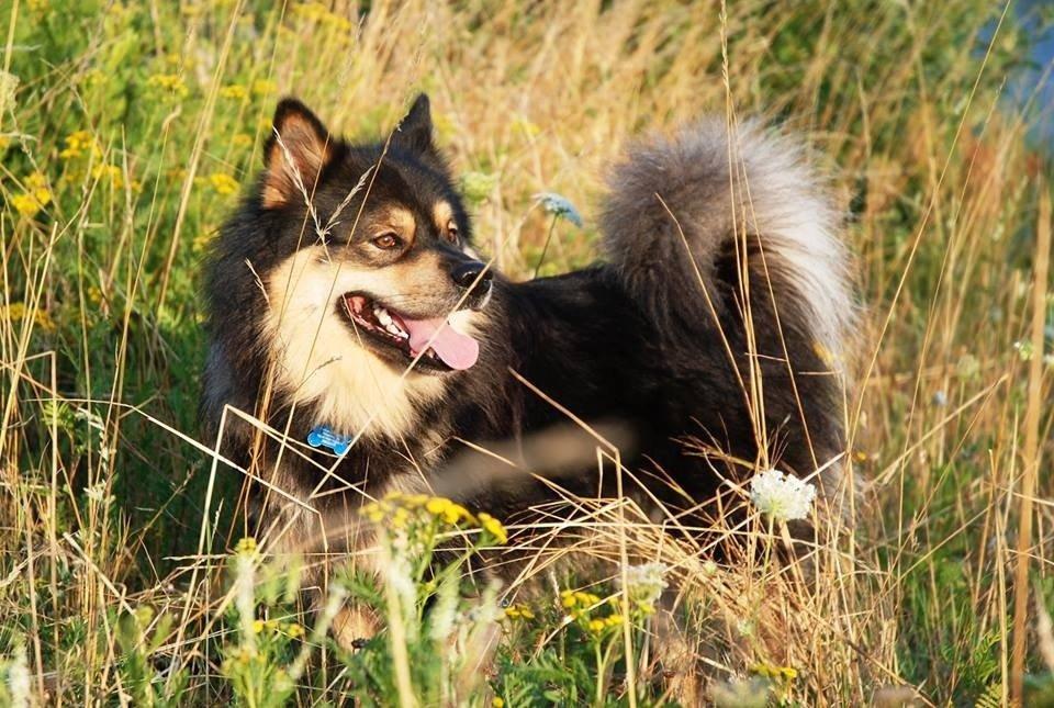 Finsk lapphund Black Tracks Votsi. billede 14