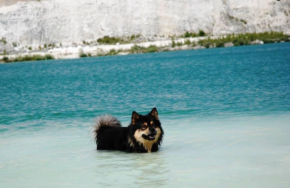 Finsk lapphund Black Tracks Votsi. billede 15