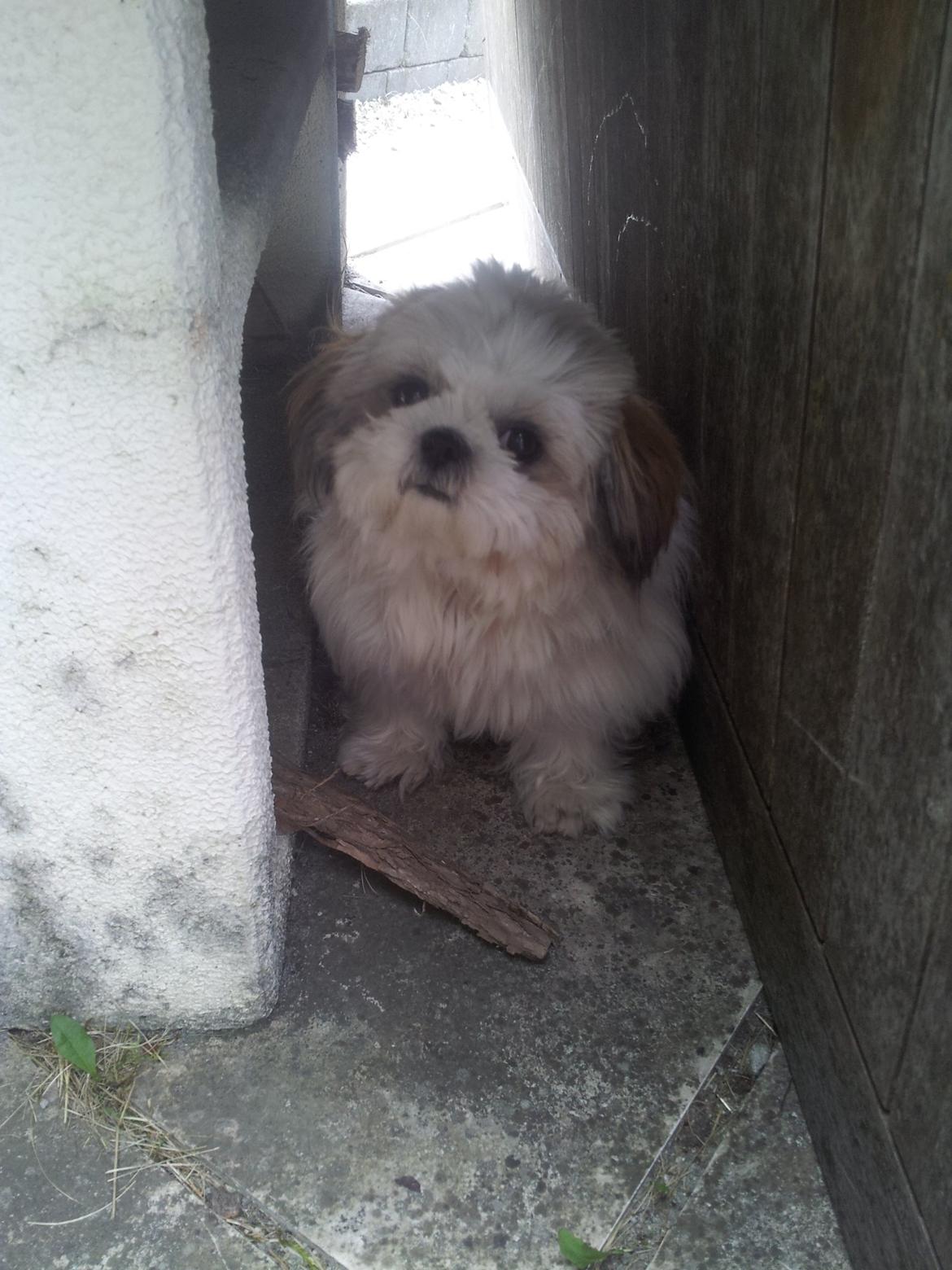 Shih tzu Bella billede 17