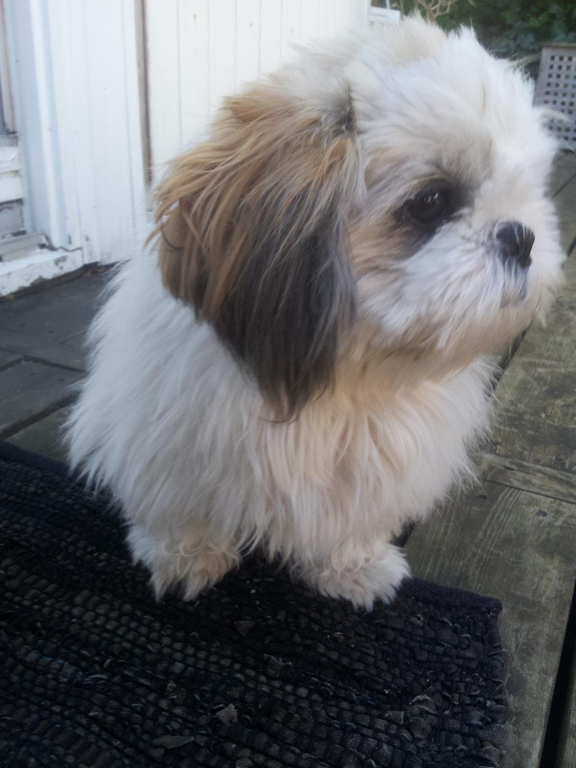 Shih tzu Bella billede 18