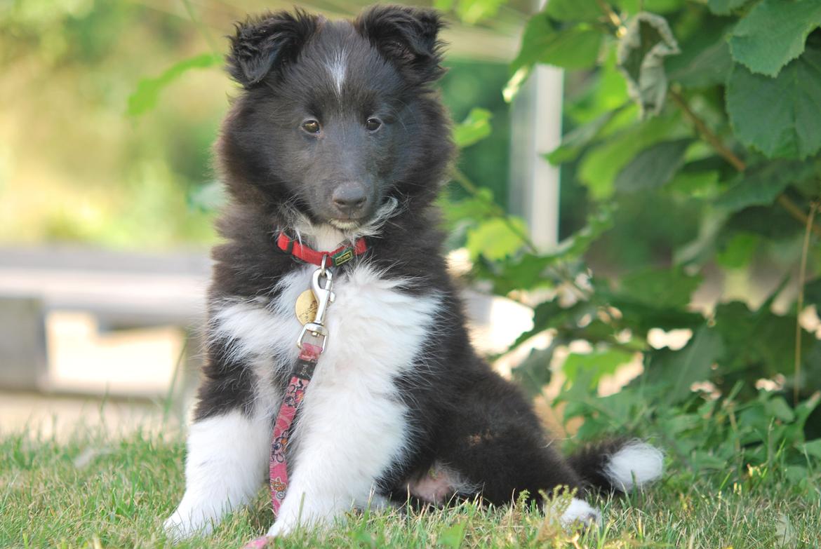 Shetland sheepdog Svala billede 10