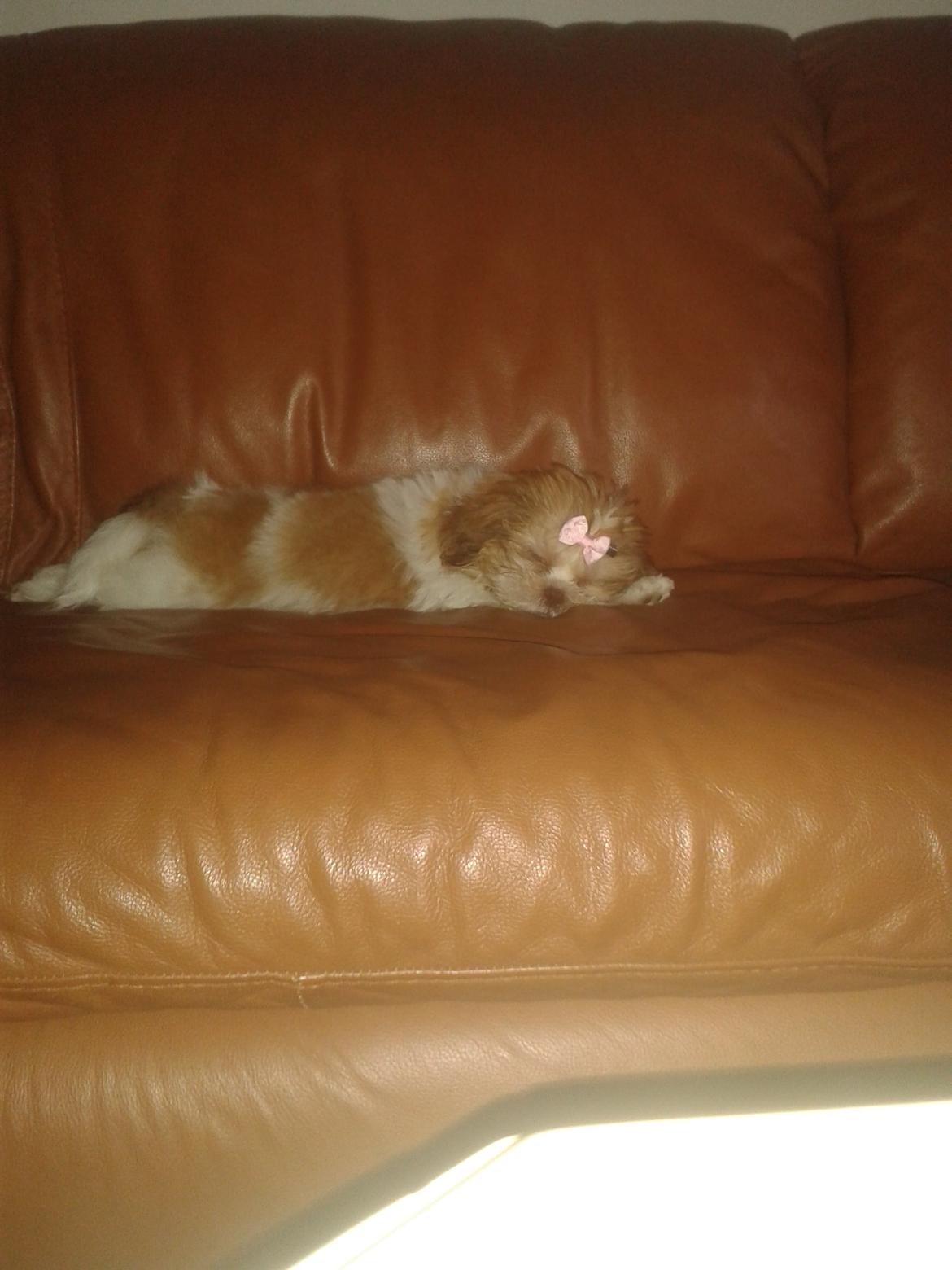 Shih tzu Bella billede 17