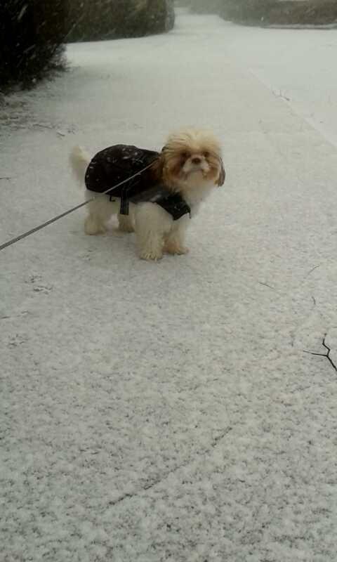 Shih tzu Bella billede 19