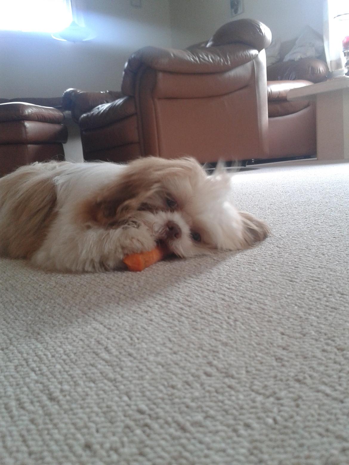 Shih tzu Bella billede 18