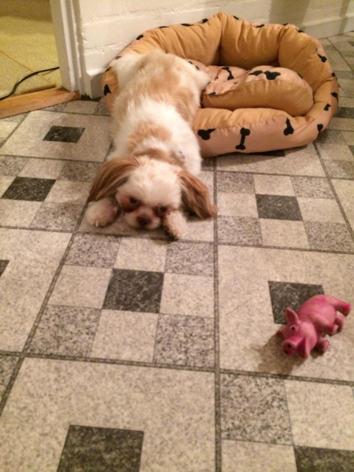 Shih tzu Bella billede 21