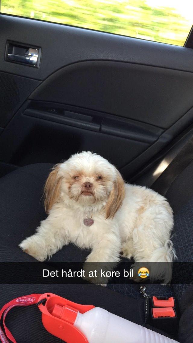 Shih tzu Bella billede 22