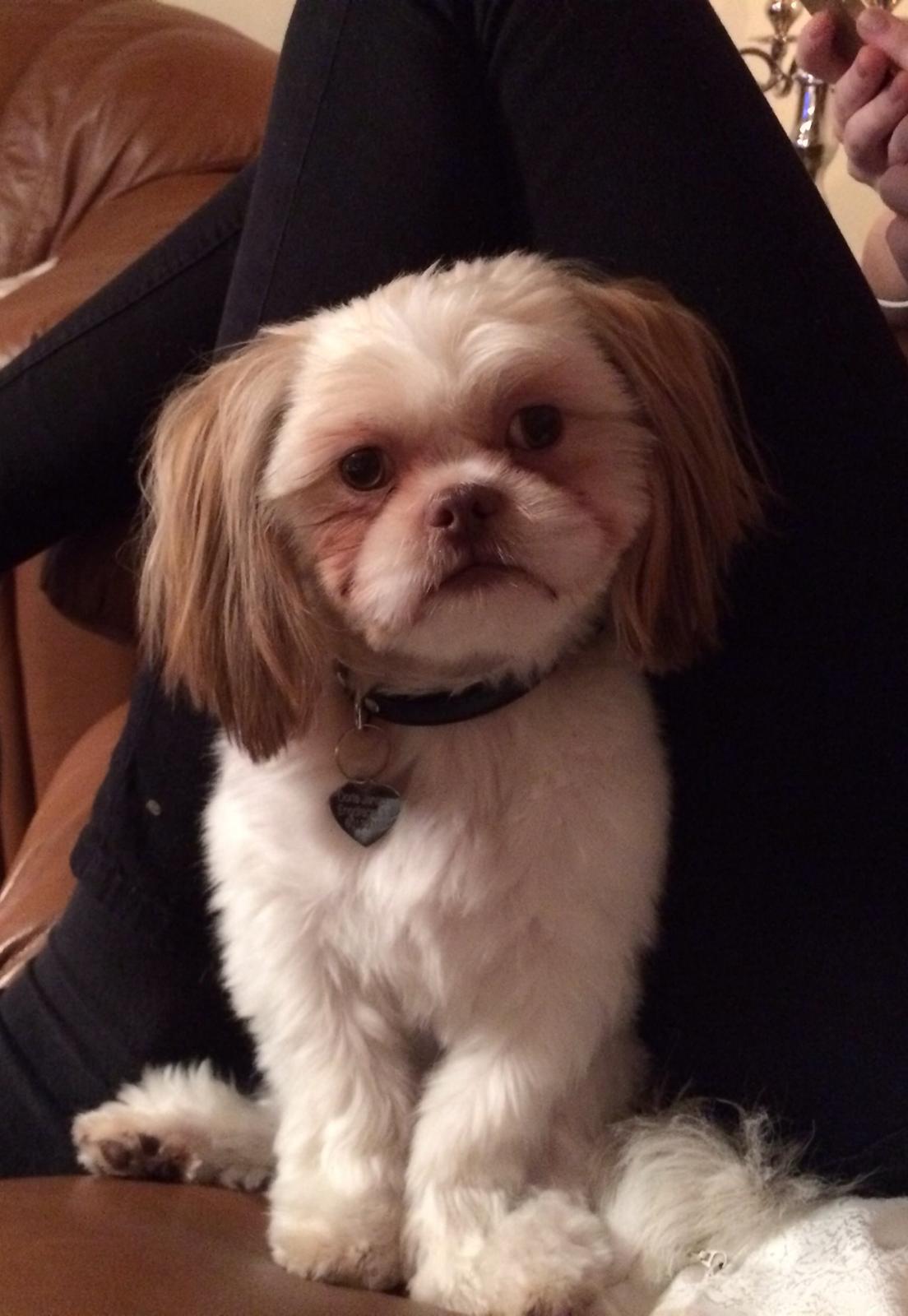 Shih tzu Bella billede 20