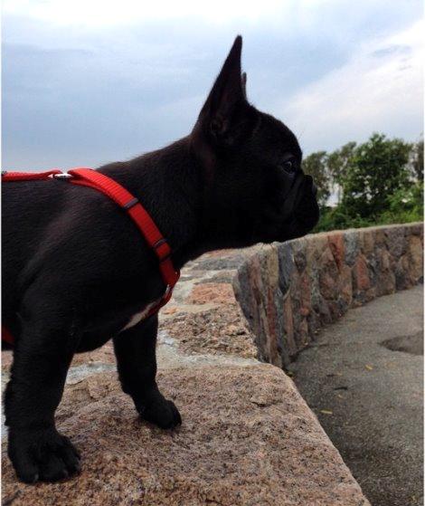 Fransk bulldog Store Linde's Beaumé billede 9