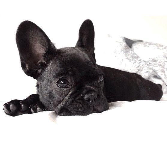 Fransk bulldog Store Linde's Beaumé billede 2