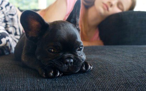 Fransk bulldog Store Linde's Beaumé billede 3