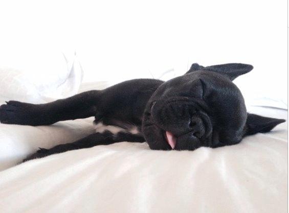 Fransk bulldog Store Linde's Beaumé billede 10