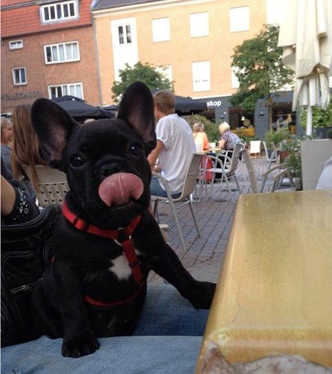 Fransk bulldog Store Linde's Beaumé billede 12