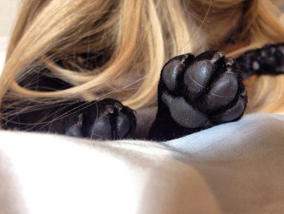 Fransk bulldog Store Linde's Beaumé billede 11