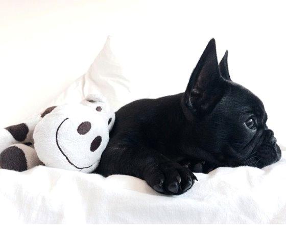 Fransk bulldog Store Linde's Beaumé billede 14