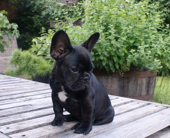 Fransk bulldog Store Linde's Beaumé billede 15