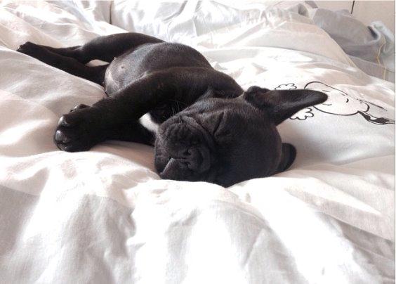 Fransk bulldog Store Linde's Beaumé billede 13